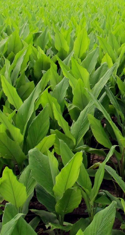 Shri Raamakrishnaa Agro Foods Story Image